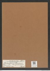 Aulacodiscus grunowii var. quamosus Pant. (de-Toni-Nr.: Genus 182, Species 4555) Zeichnungen Sammlung Grunow Mappe 04481 (Herbarium_W_Grunow_drawings_Folder_04481)